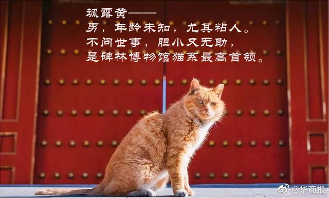 我寻思一只猫为了生活能有多拼？直到…它当上快递站副站长休闲区蓝鸢梦想 - Www.slyday.coM