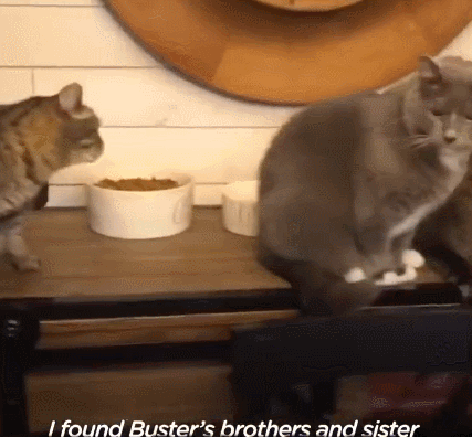 我寻思一只猫为了生活能有多拼？直到…它当上快递站副站长休闲区蓝鸢梦想 - Www.slyday.coM