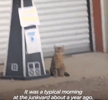 我寻思一只猫为了生活能有多拼？直到…它当上快递站副站长休闲区蓝鸢梦想 - Www.slyday.coM