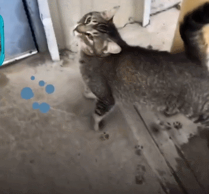 我寻思一只猫为了生活能有多拼？直到…它当上快递站副站长休闲区蓝鸢梦想 - Www.slyday.coM