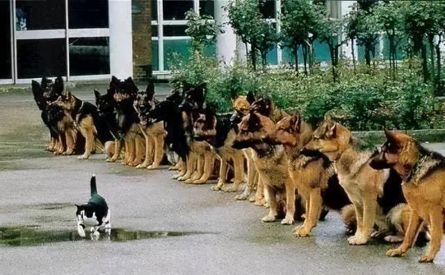 我寻思一只猫为了生活能有多拼？直到…它当上快递站副站长休闲区蓝鸢梦想 - Www.slyday.coM