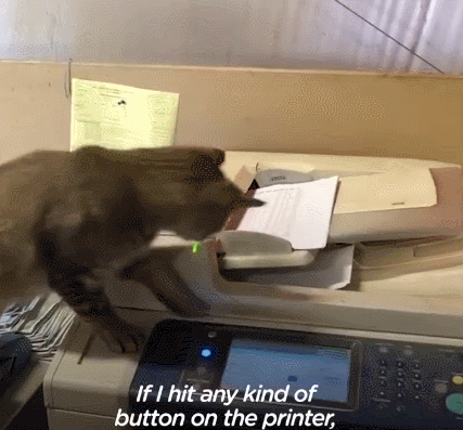 我寻思一只猫为了生活能有多拼？直到…它当上快递站副站长休闲区蓝鸢梦想 - Www.slyday.coM