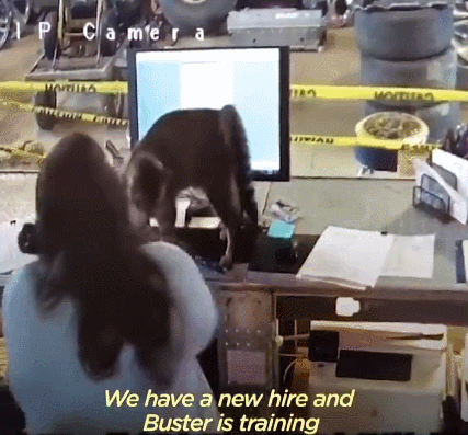 我寻思一只猫为了生活能有多拼？直到…它当上快递站副站长休闲区蓝鸢梦想 - Www.slyday.coM