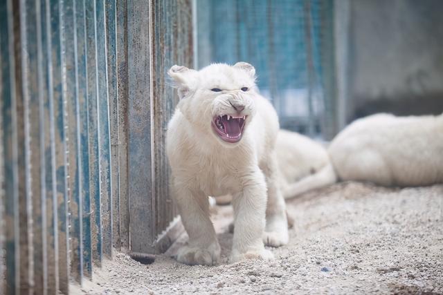 郑州市动物园备受瞩目的白狮家族于1月26日"喜添新丁",新生的小白狮
