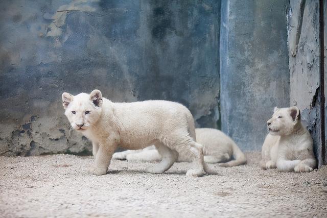 郑州市动物园备受瞩目的白狮家族于1月26日"喜添新丁",新生的小白狮