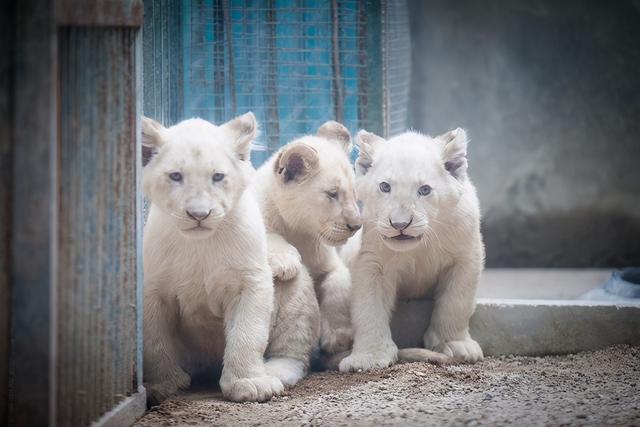 白狮家族首添新丁,小动物乐园引进新"萌宠"为了丰富野生动物科普知识