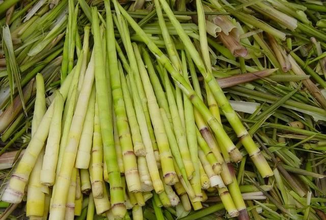 被称为春天最美味的野菜,加个鸡蛋简单一炒,开胃解馋,非常下饭|野笋