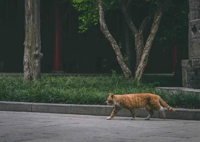 我寻思一只猫为了生活能有多拼？直到…它当上快递站副站长休闲区蓝鸢梦想 - Www.slyday.coM