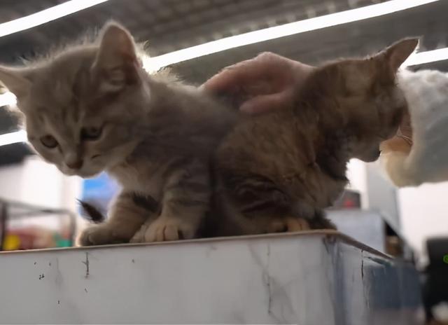 我寻思一只猫为了生活能有多拼？直到…它当上快递站副站长休闲区蓝鸢梦想 - Www.slyday.coM