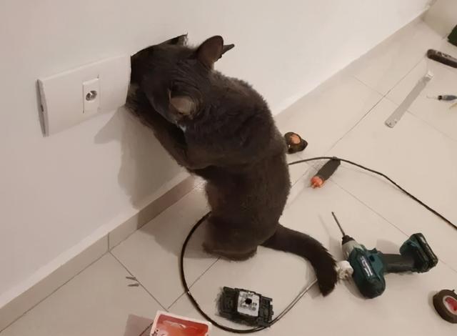 我寻思一只猫为了生活能有多拼？直到…它当上快递站副站长休闲区蓝鸢梦想 - Www.slyday.coM