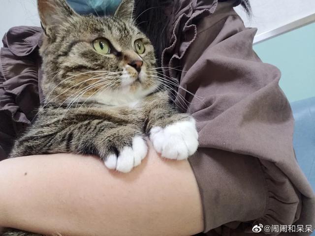 我寻思一只猫为了生活能有多拼？直到…它当上快递站副站长休闲区蓝鸢梦想 - Www.slyday.coM