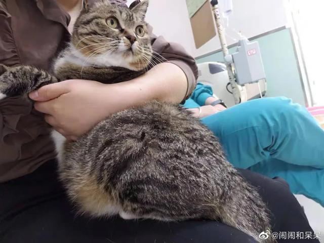 我寻思一只猫为了生活能有多拼？直到…它当上快递站副站长休闲区蓝鸢梦想 - Www.slyday.coM