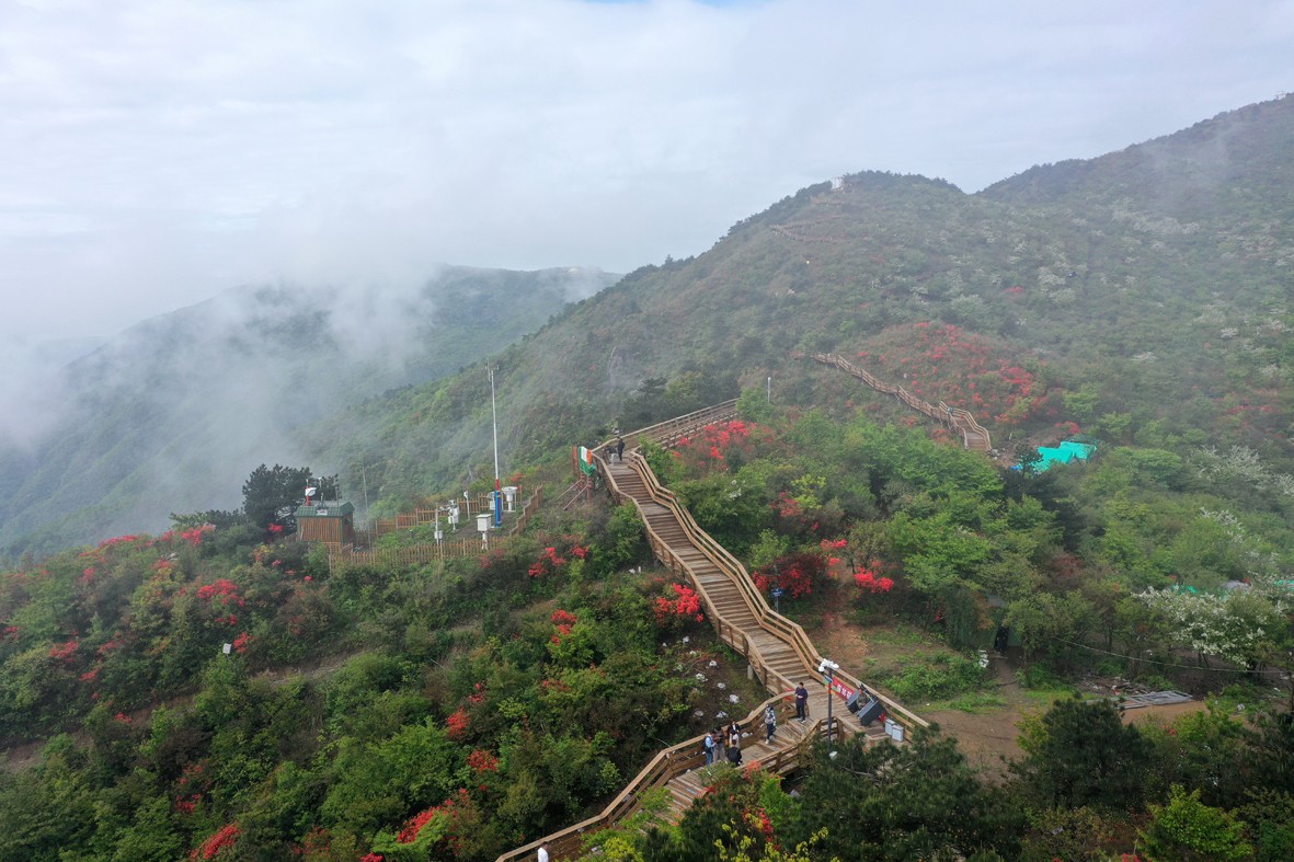 浙江衢州六春湖红色霸屏万亩杜鹃花海盛放
