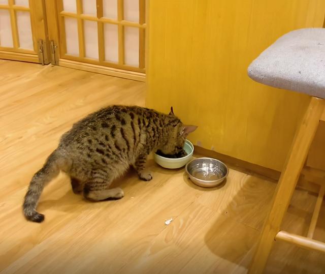 我寻思一只猫为了生活能有多拼？直到…它当上快递站副站长休闲区蓝鸢梦想 - Www.slyday.coM