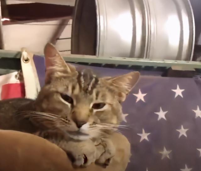 我寻思一只猫为了生活能有多拼？直到…它当上快递站副站长休闲区蓝鸢梦想 - Www.slyday.coM