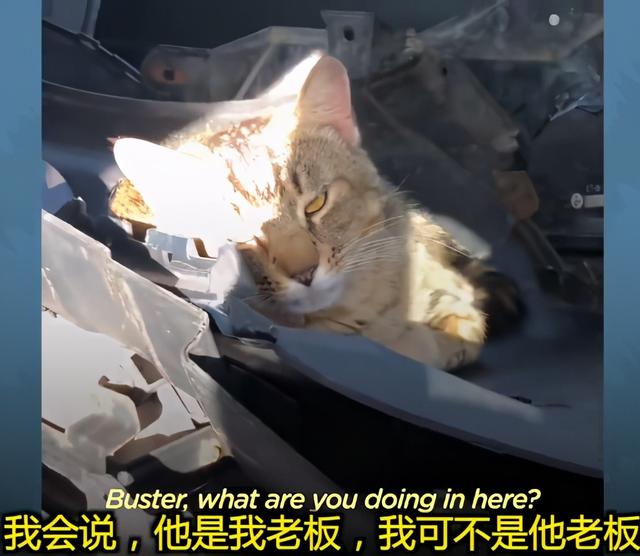 我寻思一只猫为了生活能有多拼？直到…它当上快递站副站长休闲区蓝鸢梦想 - Www.slyday.coM