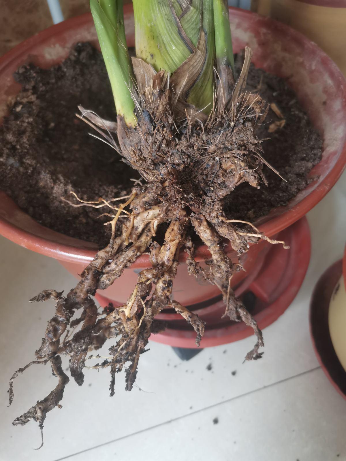 植物烂根不要怕简单几步就能妙手回春