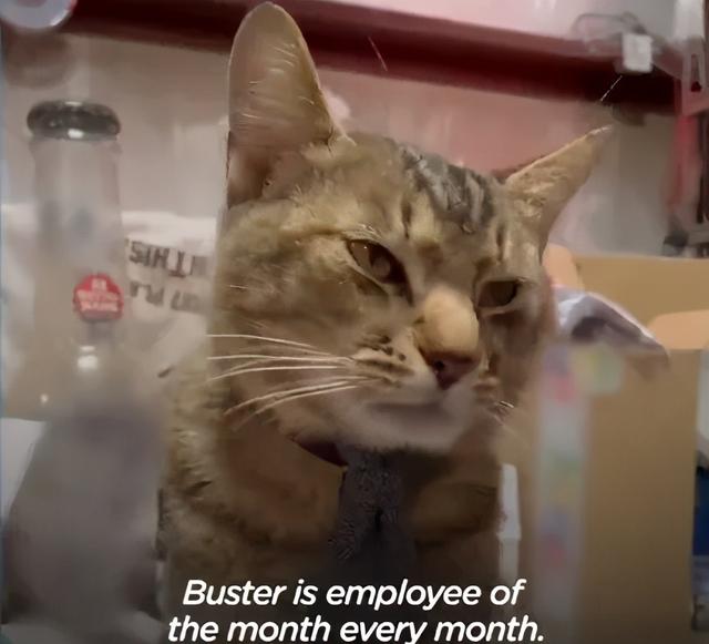 我寻思一只猫为了生活能有多拼？直到…它当上快递站副站长休闲区蓝鸢梦想 - Www.slyday.coM