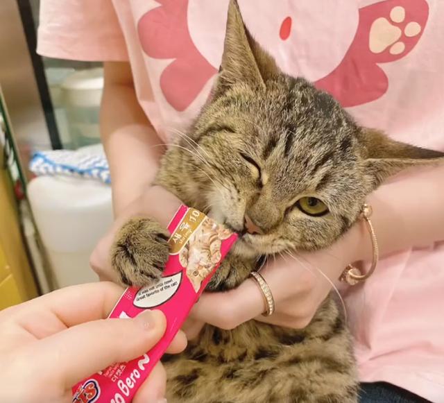 我寻思一只猫为了生活能有多拼？直到…它当上快递站副站长休闲区蓝鸢梦想 - Www.slyday.coM