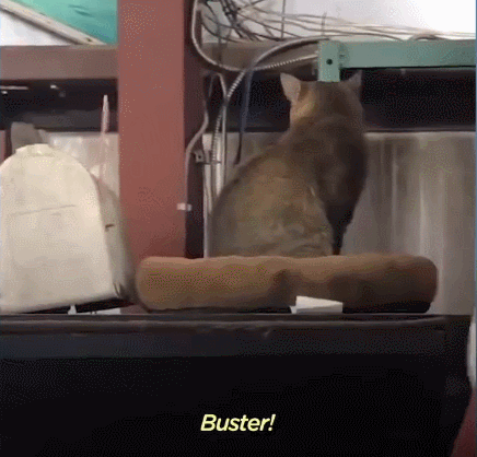 我寻思一只猫为了生活能有多拼？直到…它当上快递站副站长休闲区蓝鸢梦想 - Www.slyday.coM