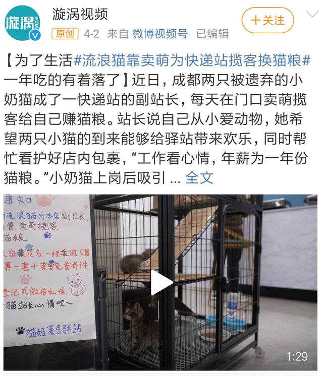 我寻思一只猫为了生活能有多拼？直到…它当上快递站副站长休闲区蓝鸢梦想 - Www.slyday.coM