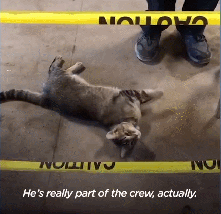 我寻思一只猫为了生活能有多拼？直到…它当上快递站副站长休闲区蓝鸢梦想 - Www.slyday.coM