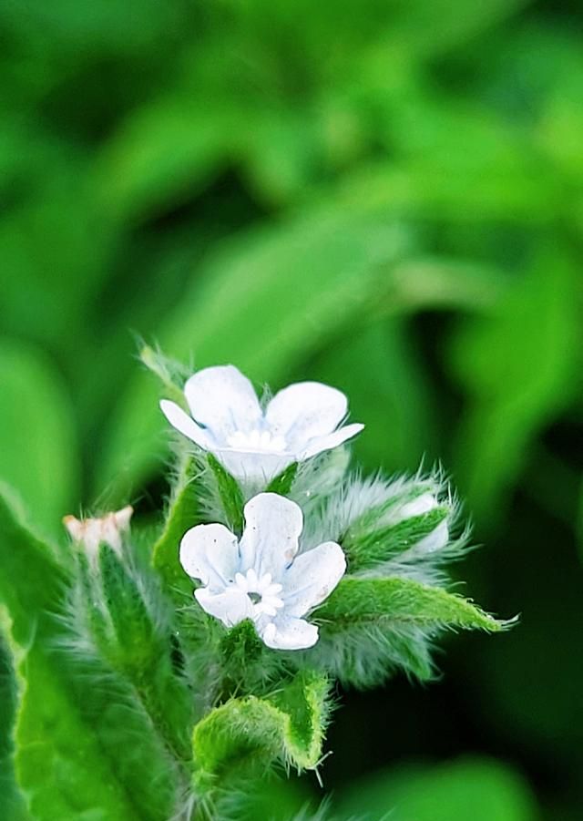 微距百草花集锦：一草一世界,一花一如来