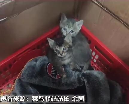 我寻思一只猫为了生活能有多拼？直到…它当上快递站副站长休闲区蓝鸢梦想 - Www.slyday.coM