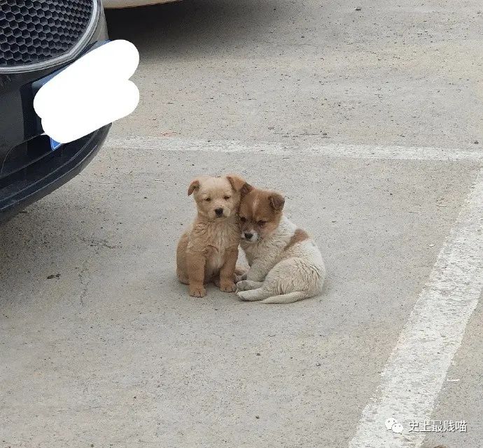 “现在的男人为了被包养可以有多拼？” 哈哈哈哈哈知道真相后差点跪了！休闲区蓝鸢梦想 - Www.slyday.coM