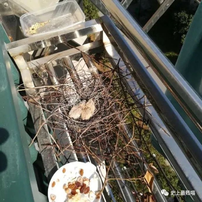 “现在的男人为了被包养可以有多拼？” 哈哈哈哈哈知道真相后差点跪了！休闲区蓝鸢梦想 - Www.slyday.coM