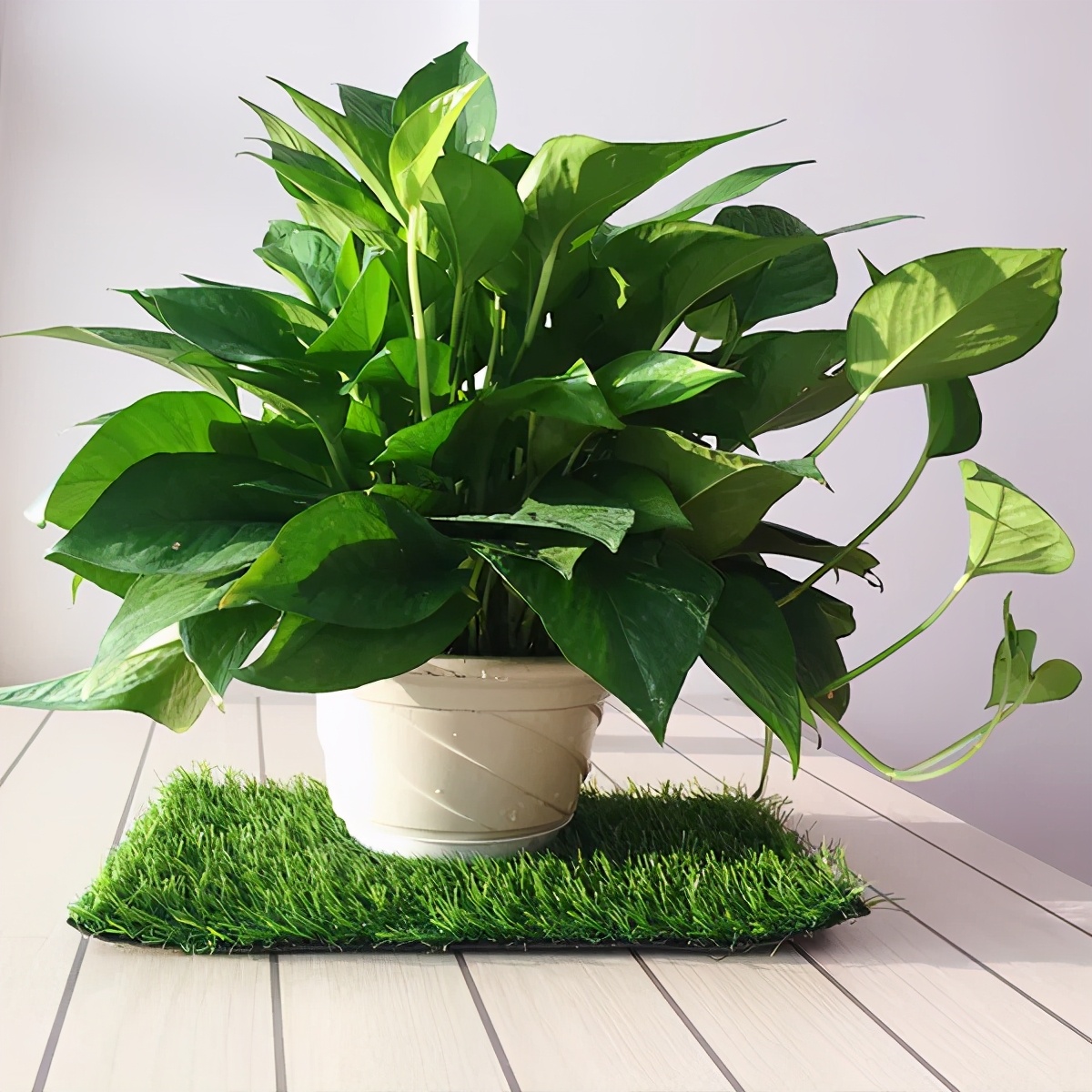 办公室人手一盆的绿萝种植起来有这么多讲究