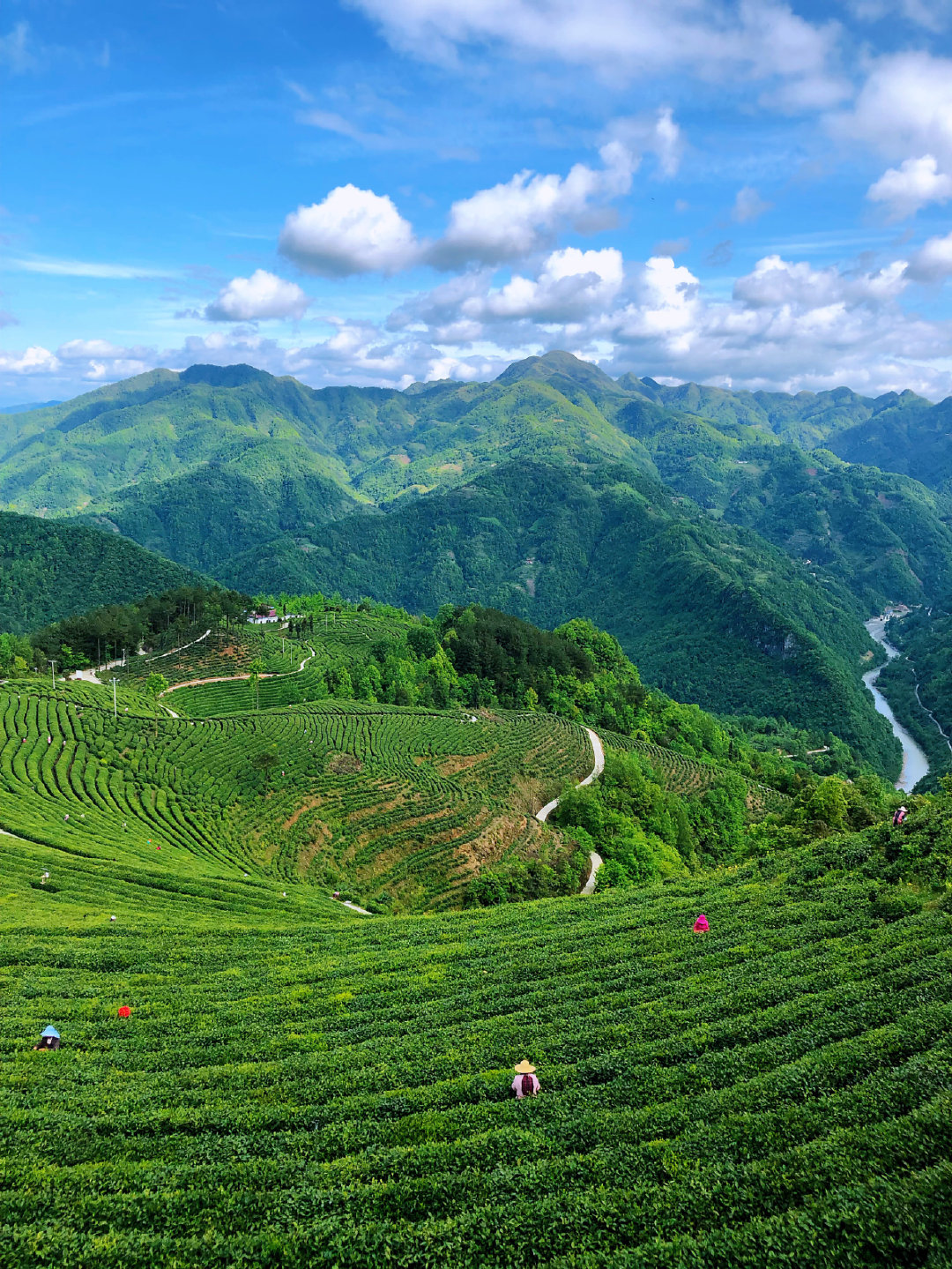 我的茶山我的山魅力镇巴茶韵飘香