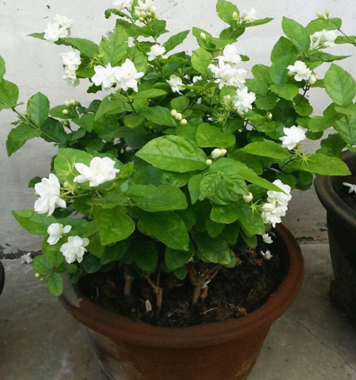 4种驱蚊植物家里养一盆蚊子跑清光