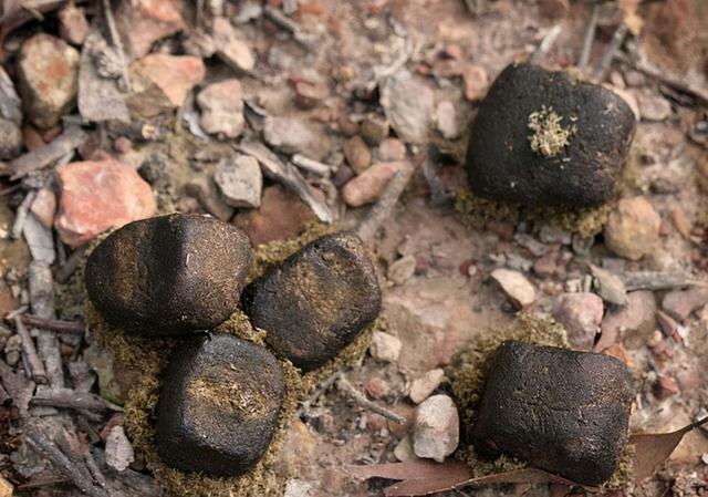 佛系交际花可化万物为友水豚的便便真有这么神奇