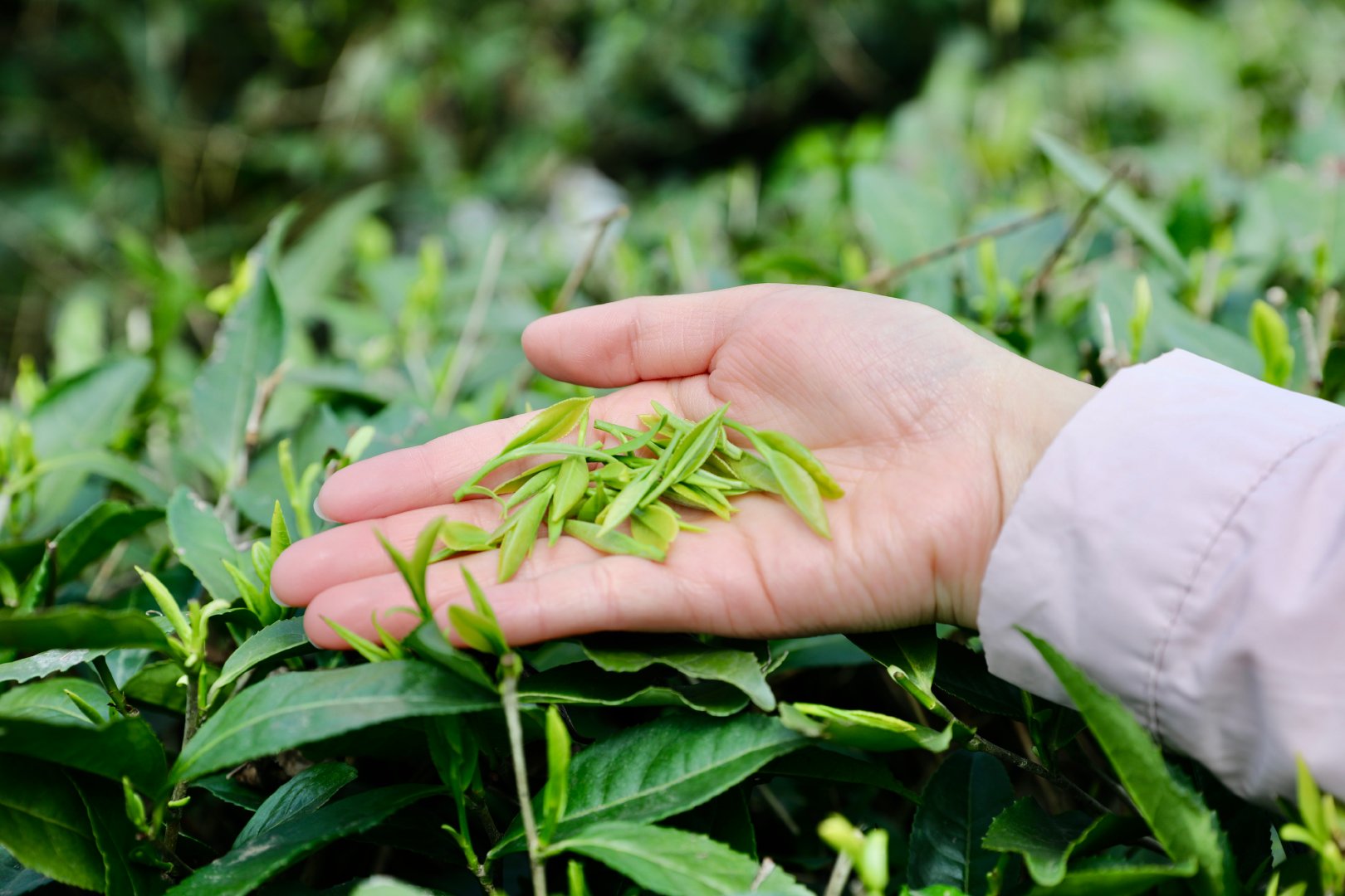 我的茶山我的山 魅力镇巴,茶韵飘香__财经头条