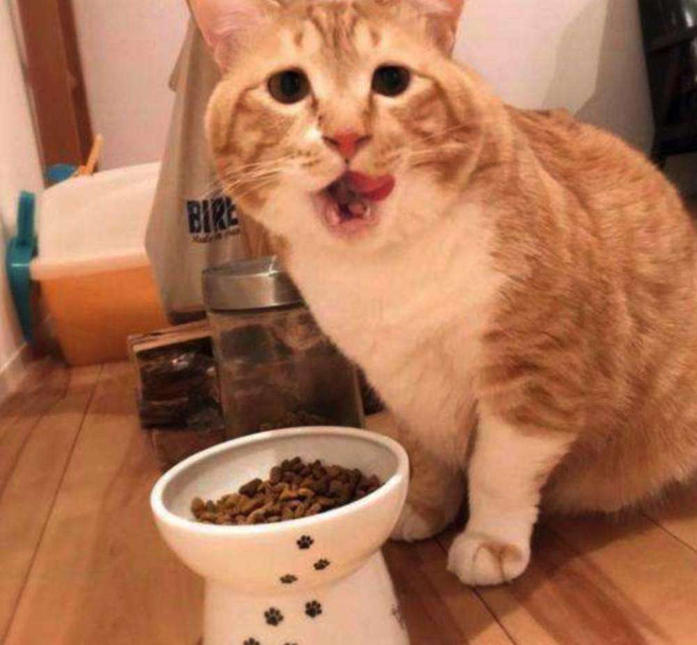 没有猫粮的情况下喂猫吃什么_猫可以吃什么人的食物
