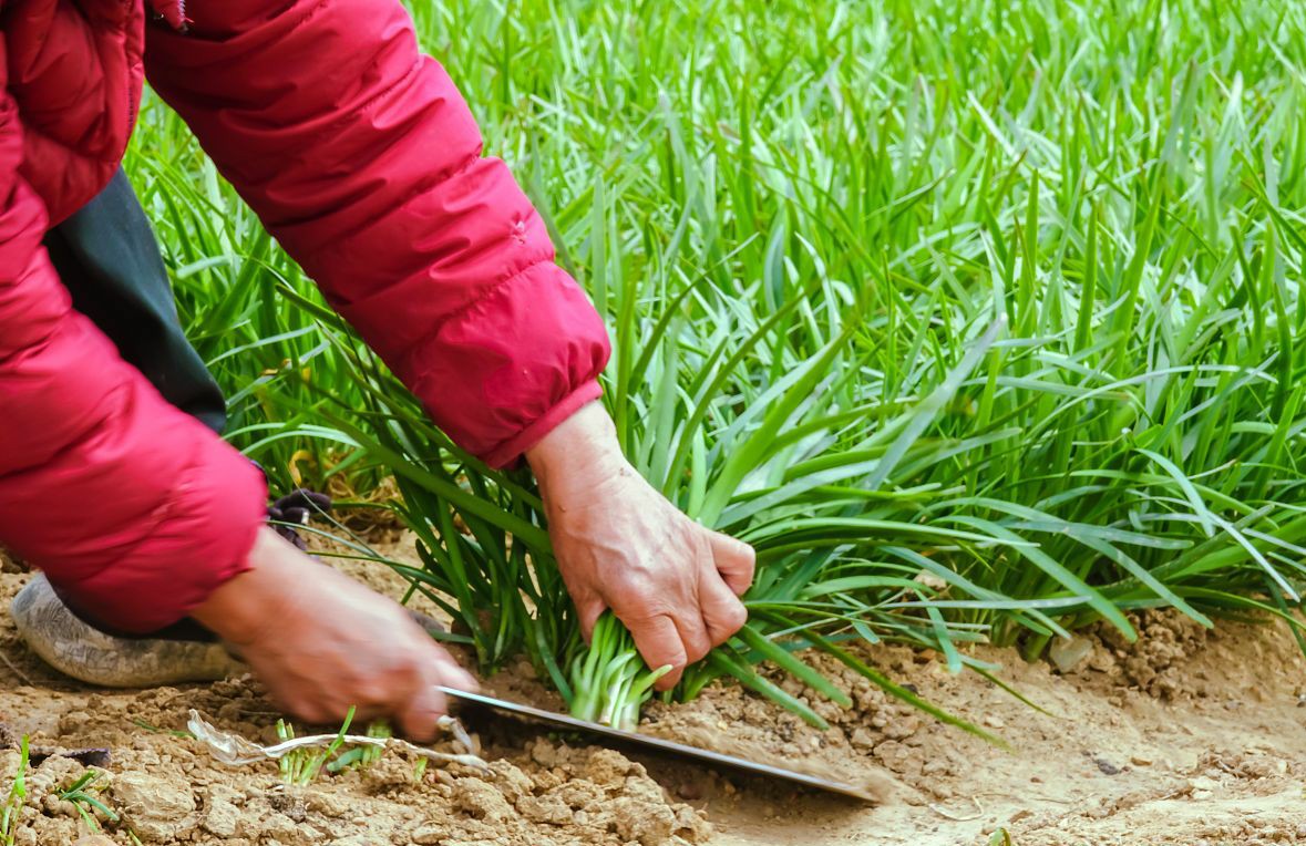家中种韭菜巧用4种肥长得更壮味道更香浓