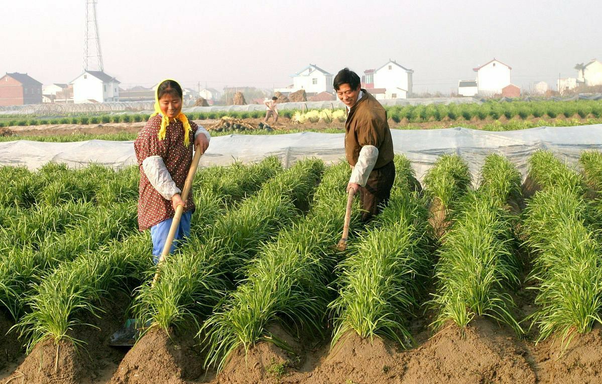 家中种韭菜巧用4种肥长得更壮味道更香浓
