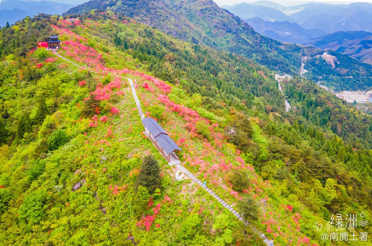 浙江磐安·高姥山 今年高姥(mǔ)山的杜鹃花开得比往年早