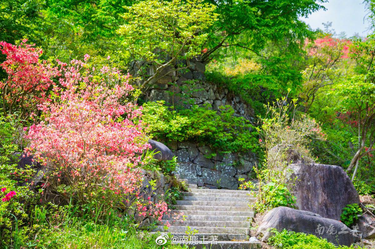 浙江磐安·高姥山 今年高姥(mǔ)山的杜鹃花开得比往年早