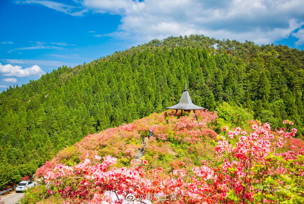 浙江磐安·高姥山 今年高姥(mǔ)山的杜鹃花开得比往年早