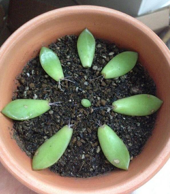 4月是扦插的季节如何让扦插的多肉长根快又旺盛