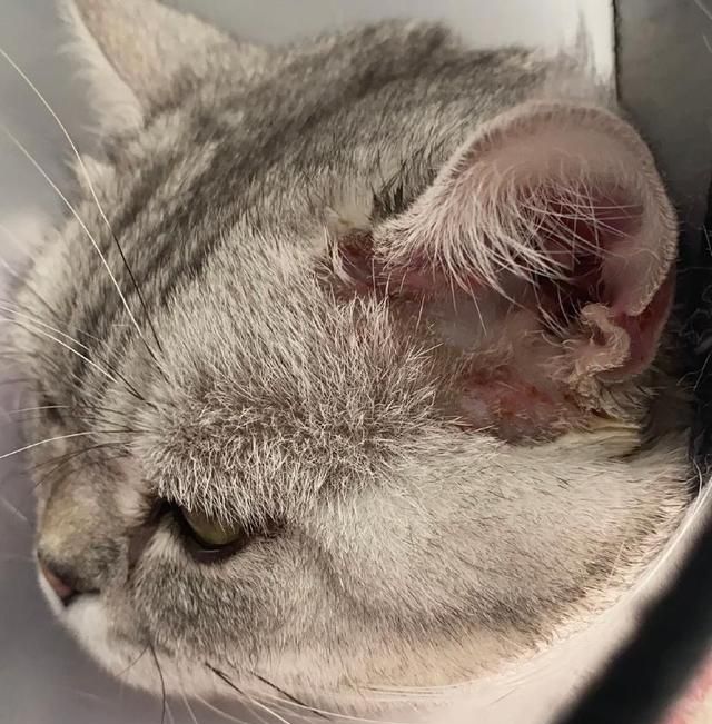 猫咪的耳螨耳炎真菌细菌感染你知道都怎么区分吗