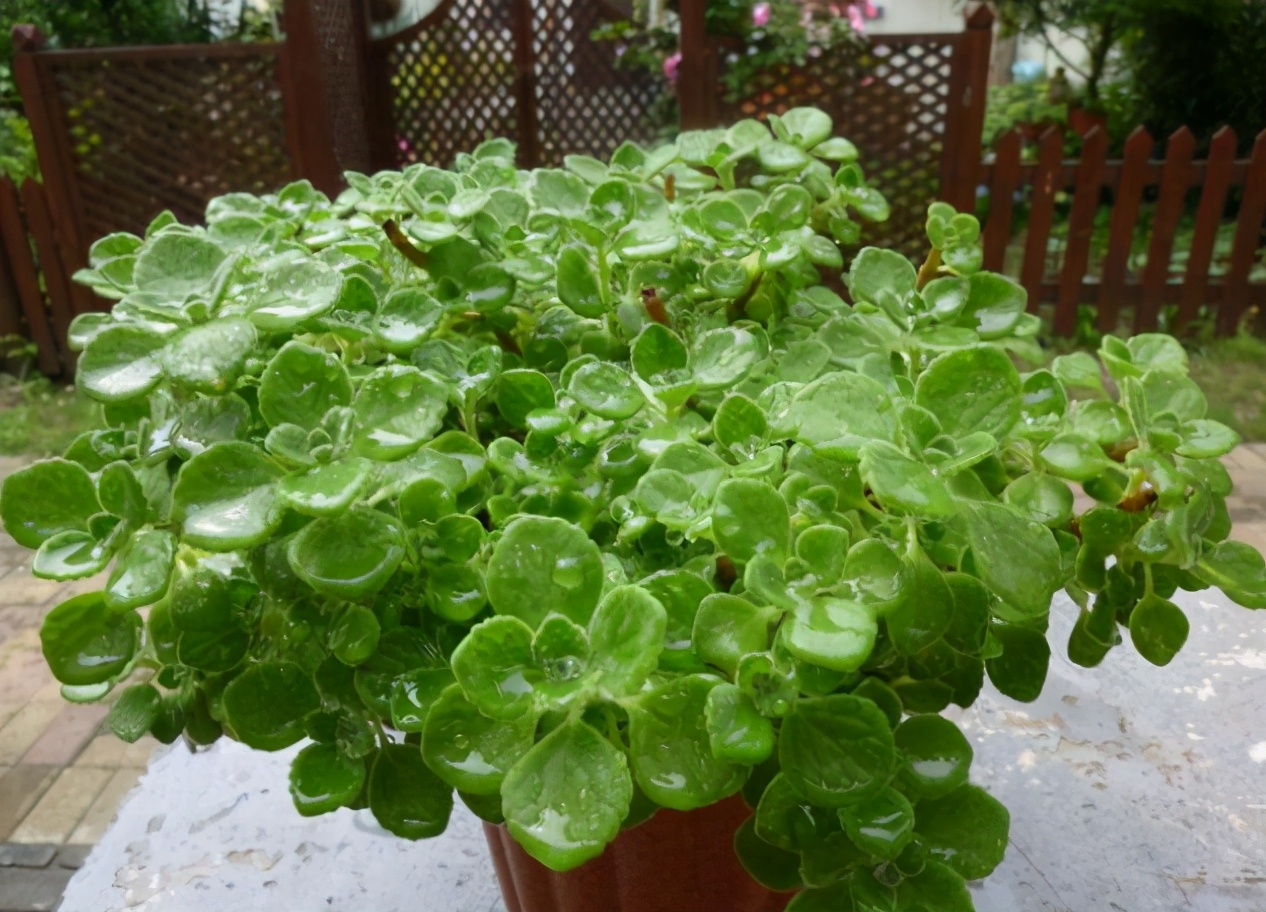 4种驱蚊植物家里养一盆蚊子跑清光