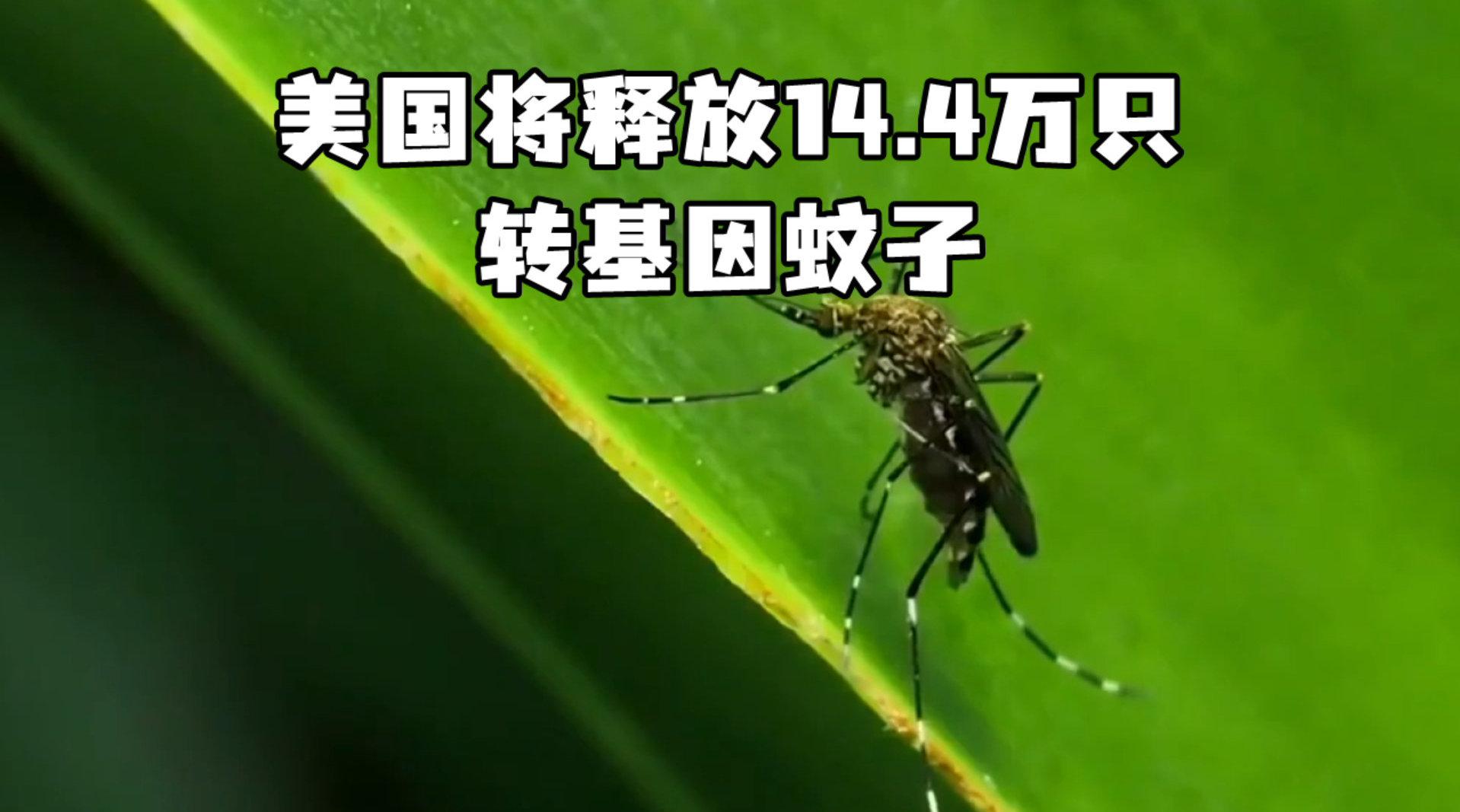 美国将释放14.4万只转基因蚊子 其后代无法生存