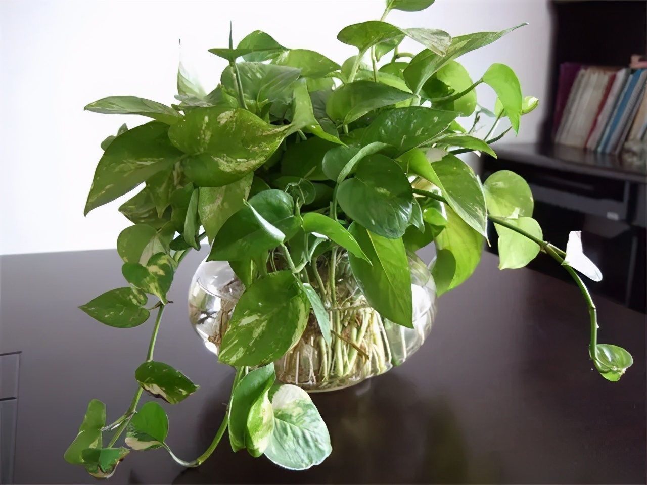 办公室人手一盆的绿萝种植起来有这么多讲究