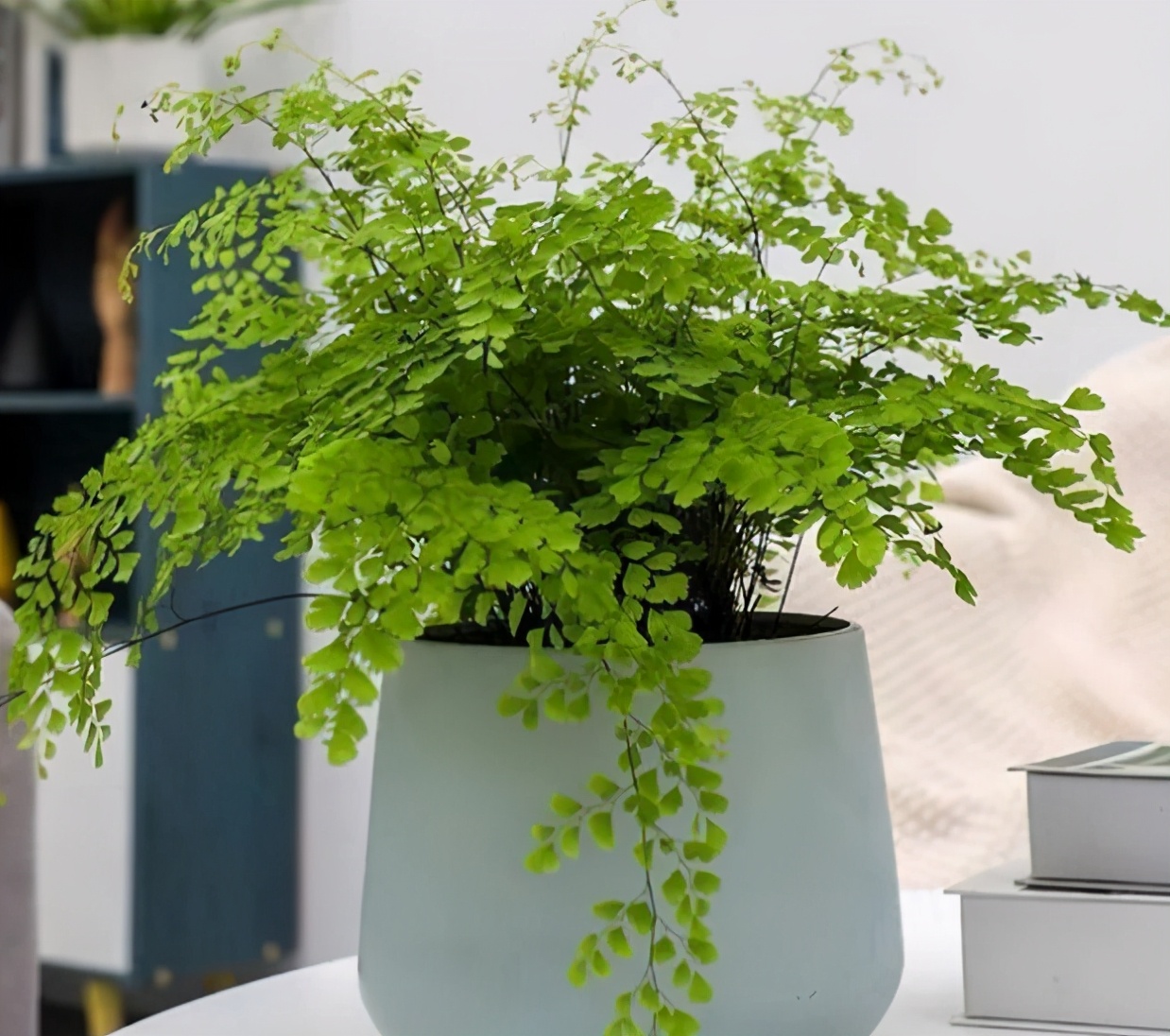 超耐阴的5种观赏蕨类植物还能净化空气