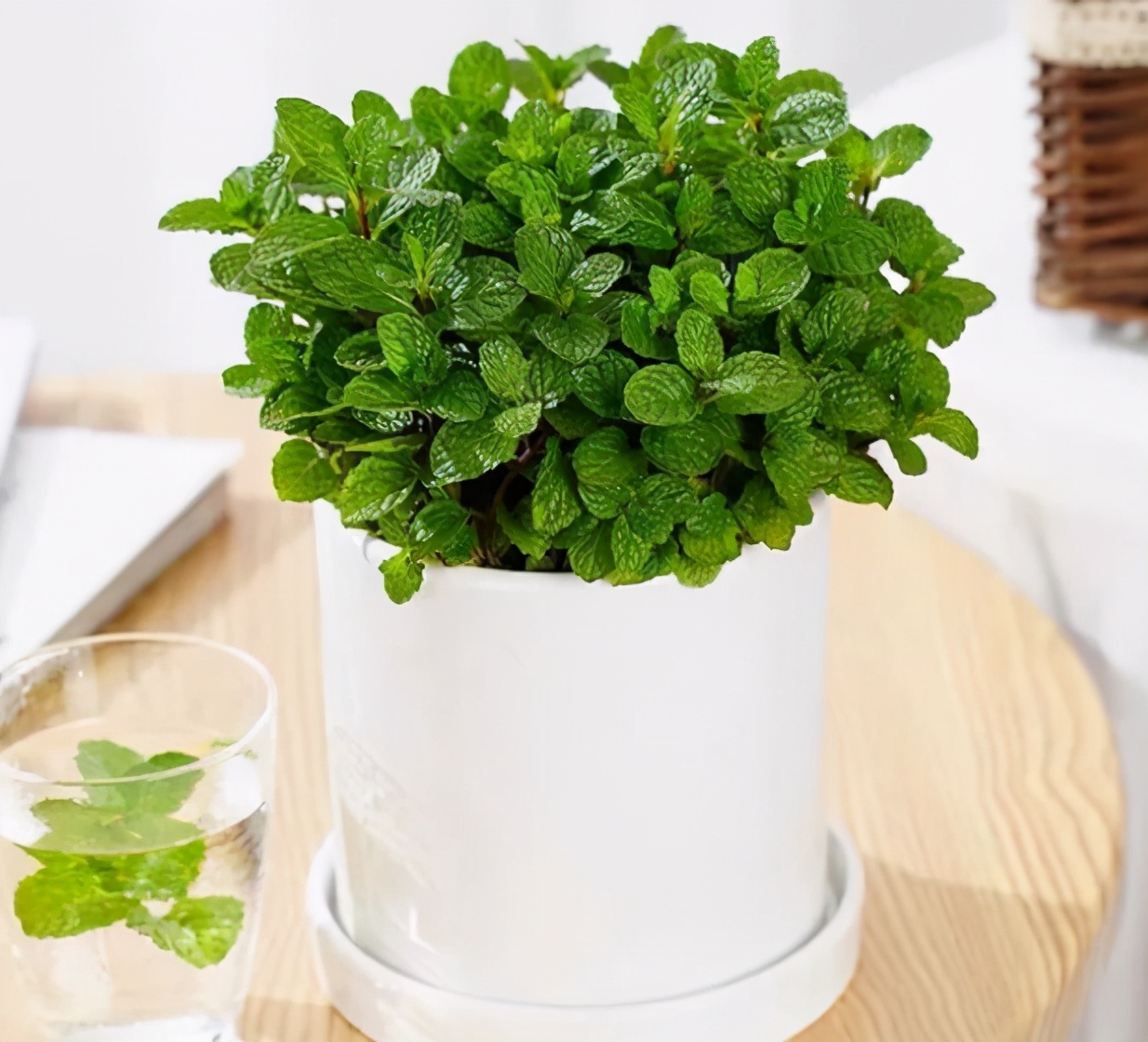 4种驱蚊植物家里养一盆蚊子跑清光