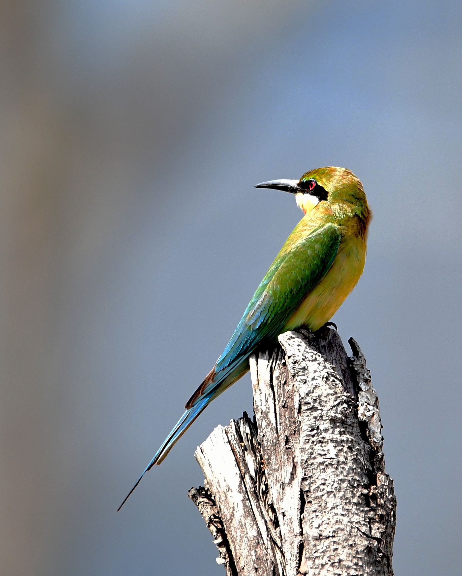 美丽小鸟厦门"安家"