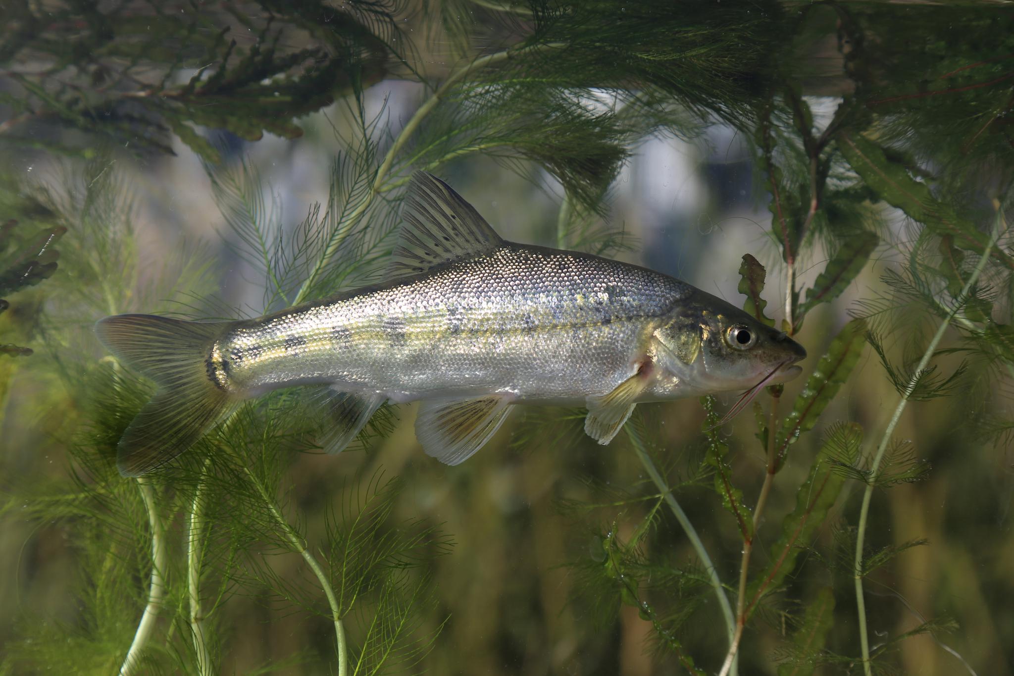 共建地球生命共同体滇池金线鲃回归记